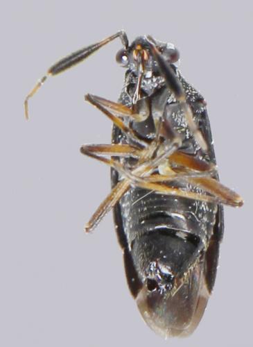 Heterocordylus (tumidicornis-italicus)